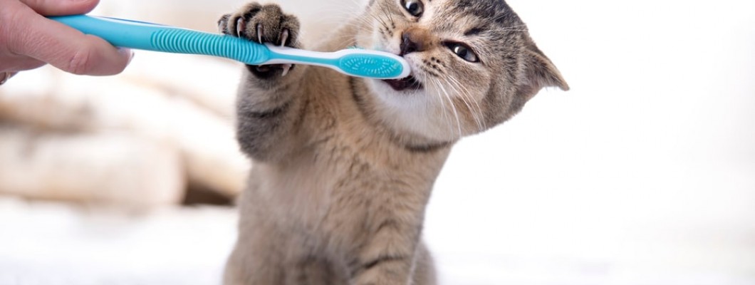 Kedi Bakımı Nasıl Yapılır